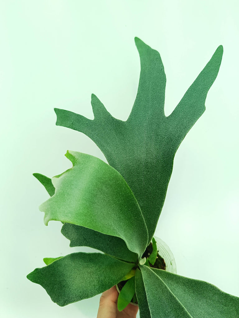 Platycerium pegasus