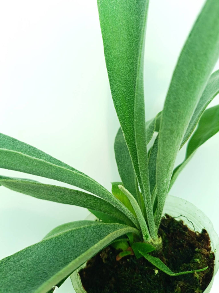 Platycerium pegasus