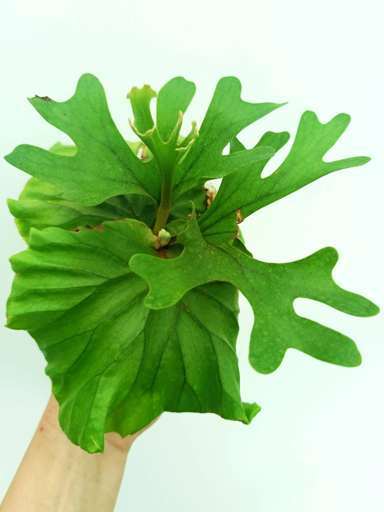 Platycerium ridleyi