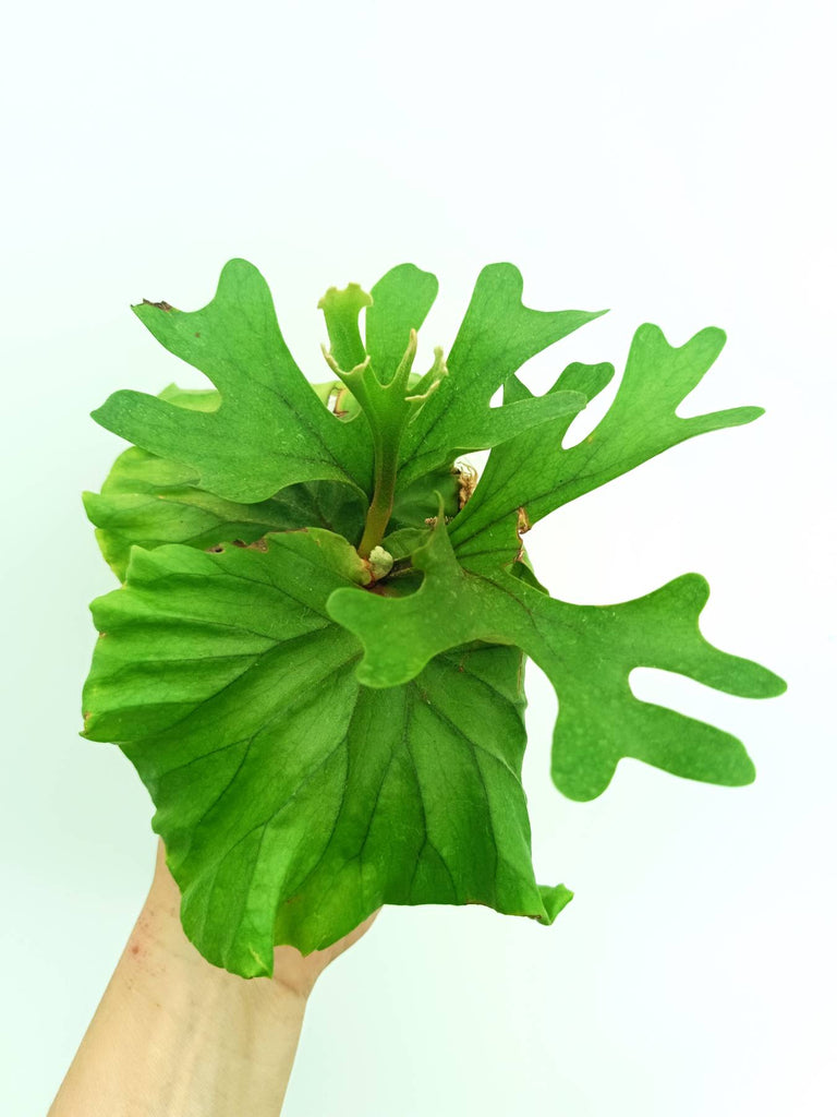 Platycerium ridleyi