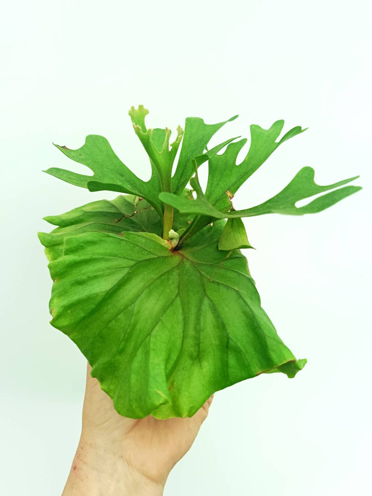 Platycerium ridleyi