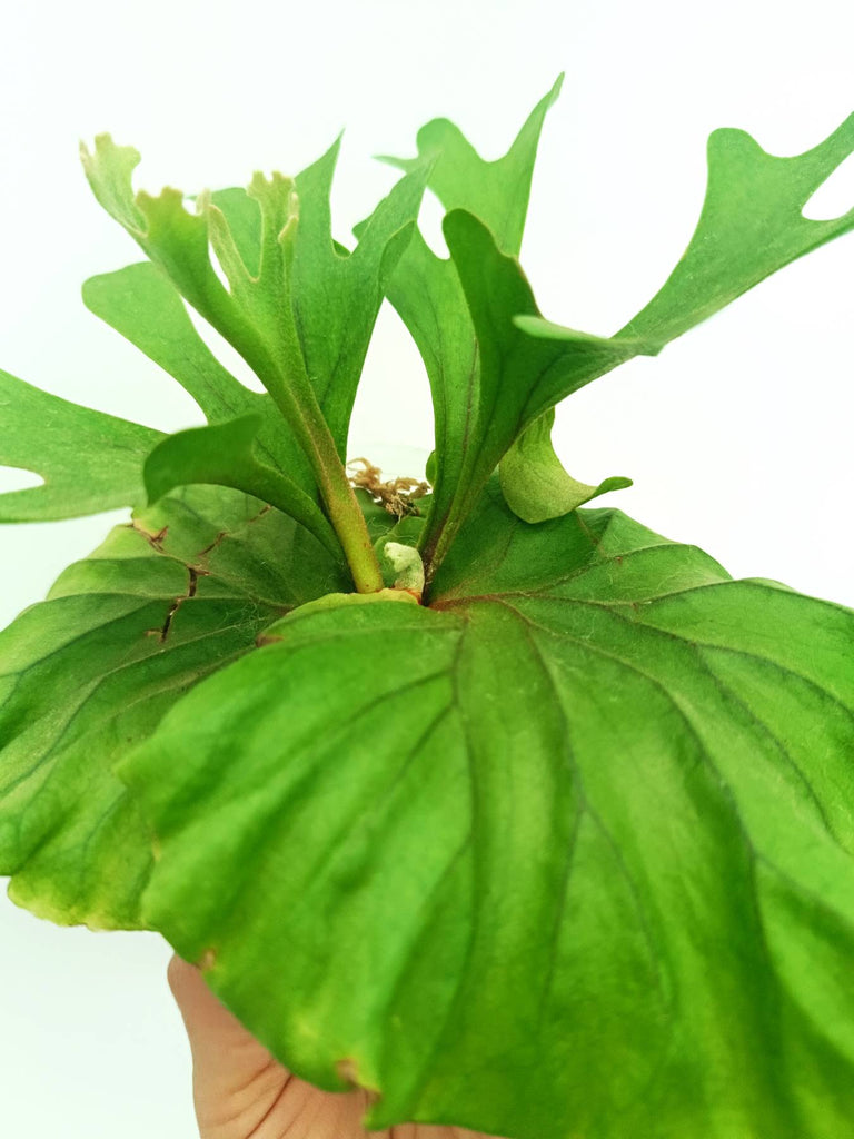 Platycerium ridleyi