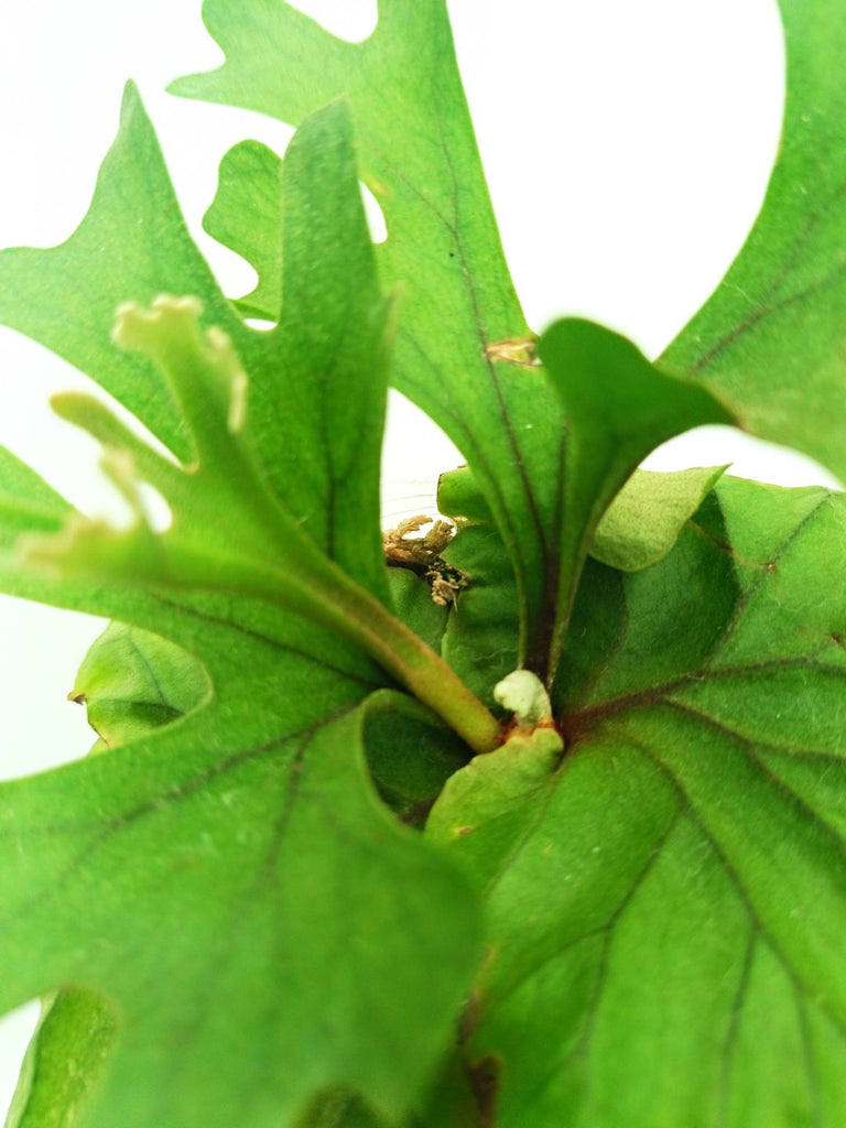 Platycerium ridleyi