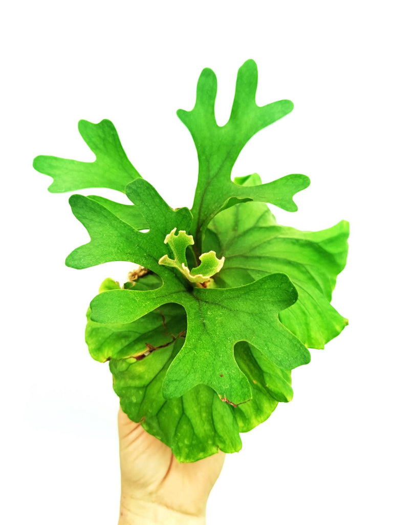 Platycerium ridleyi