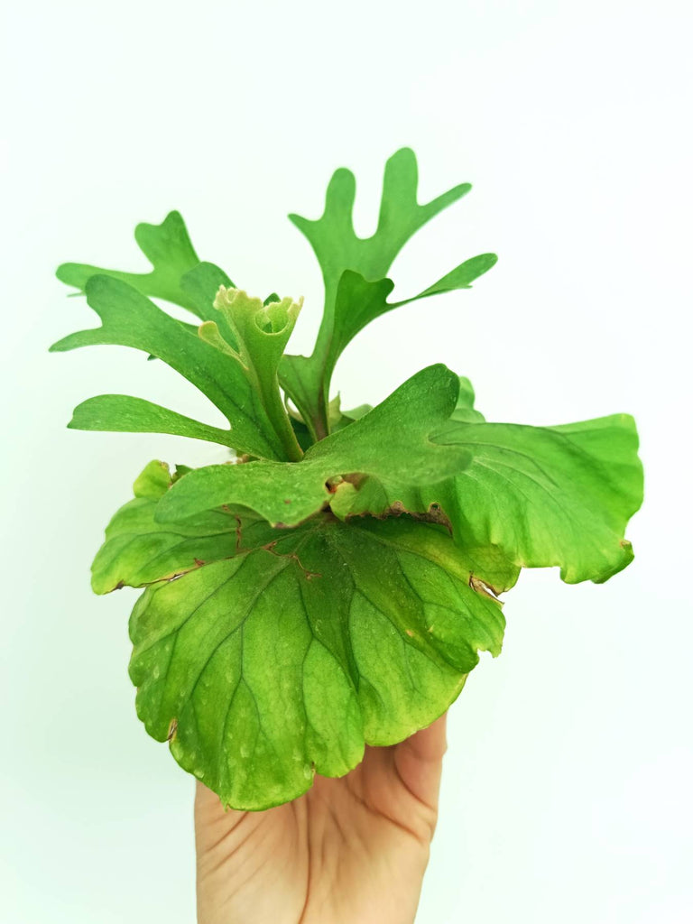 Platycerium ridleyi