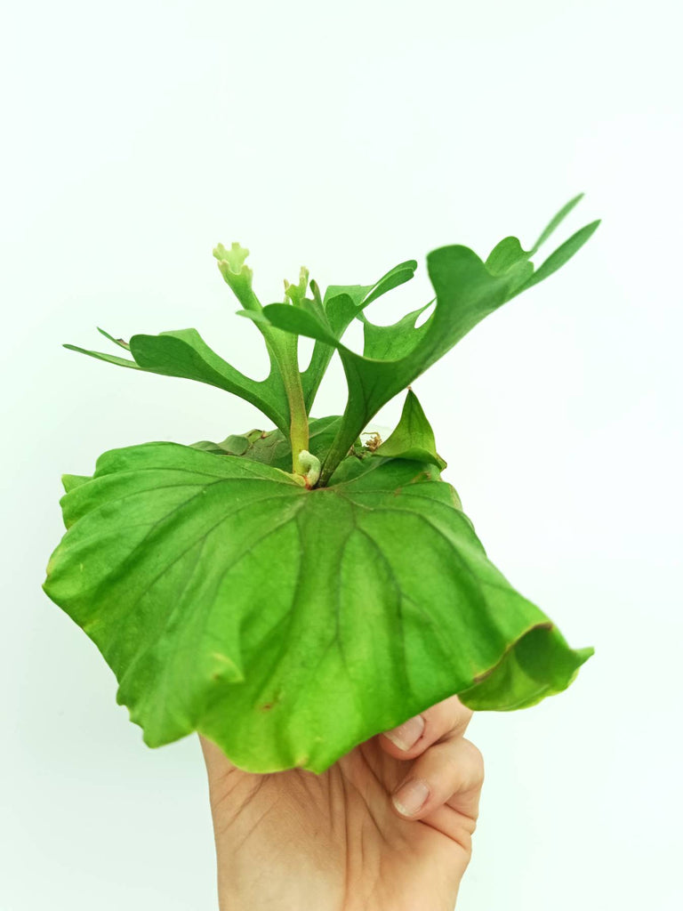 Platycerium ridleyi