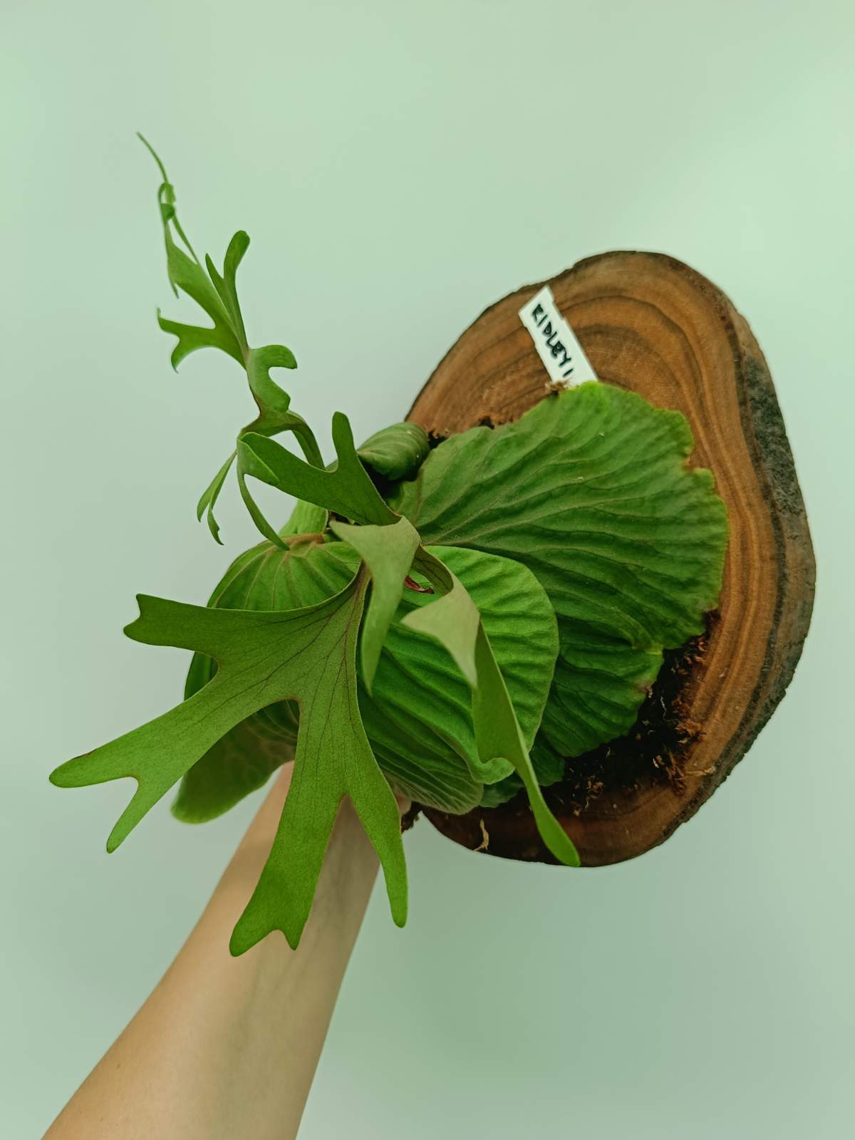 Platycerium Ridleyi + mounted on the board | Welovetropicalplants