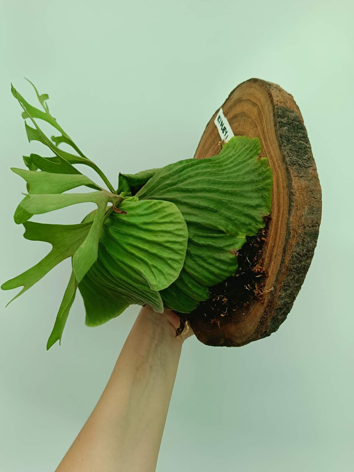 Platycerium Ridleyi + mounted on the board | Welovetropicalplants