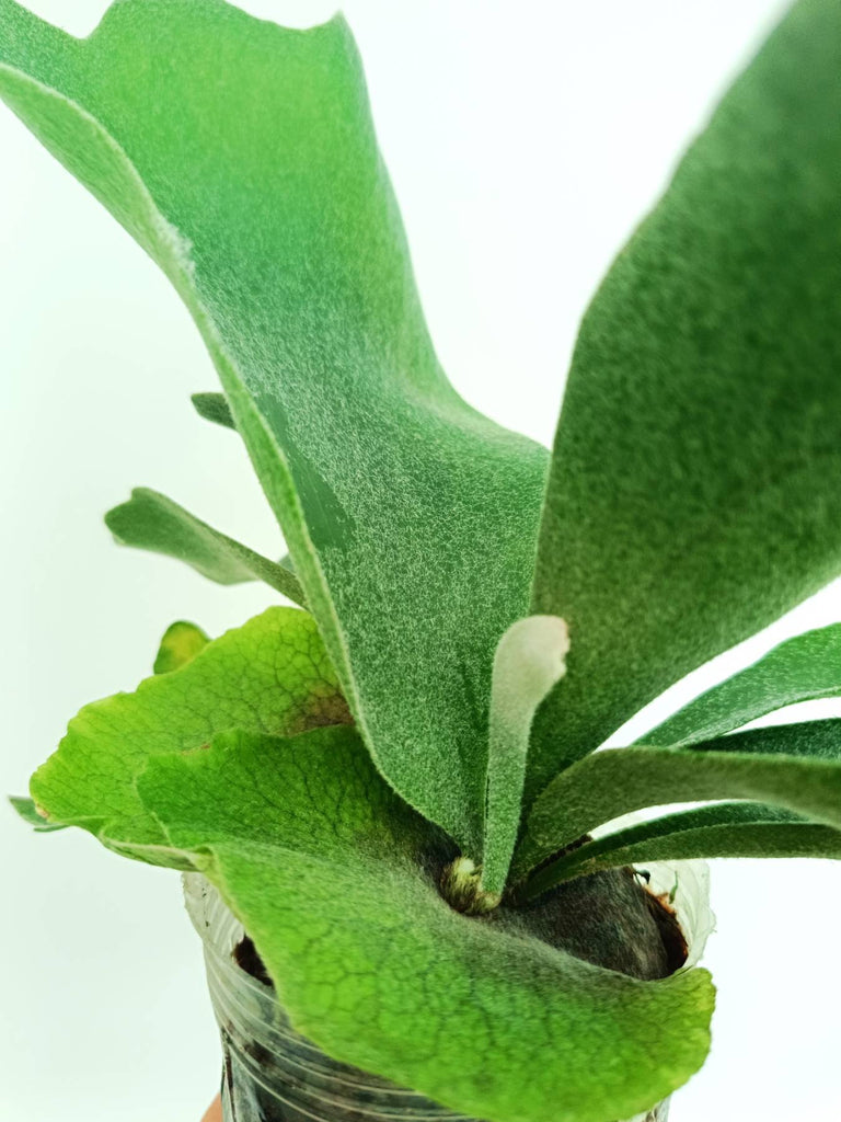 Platycerium stemaria
