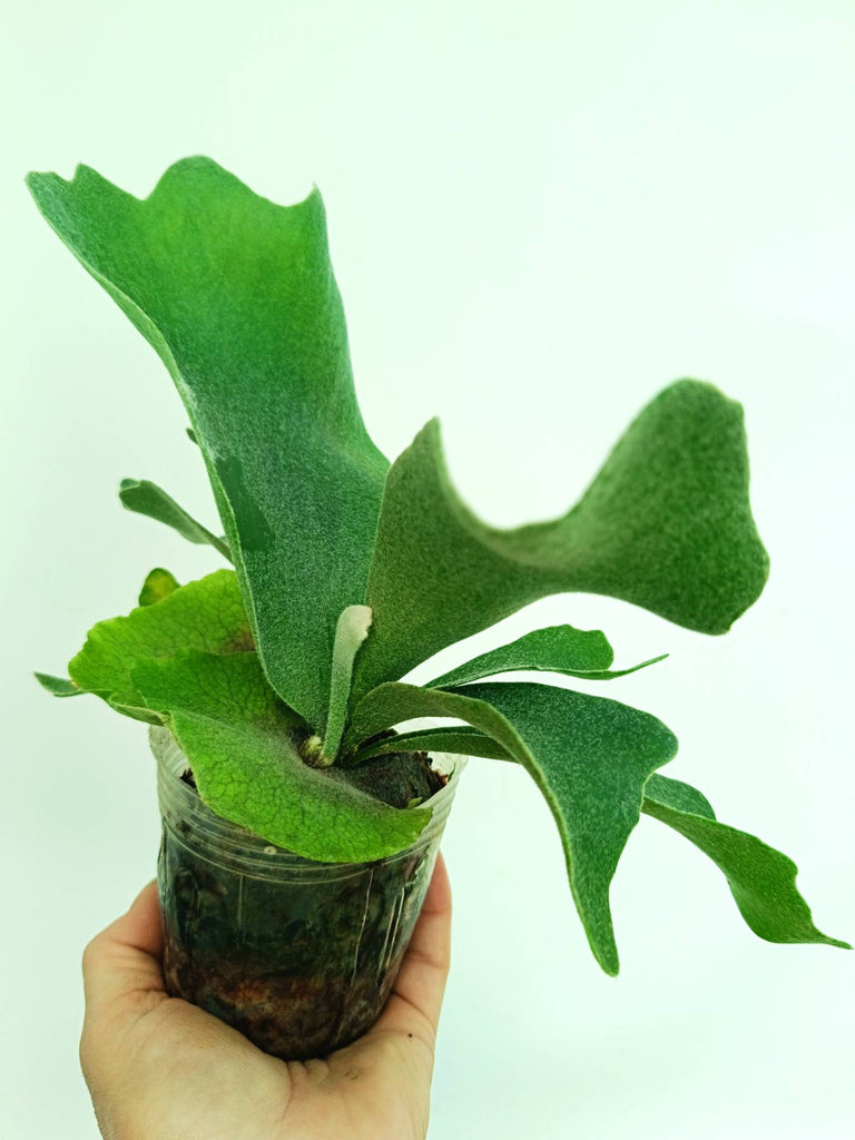 Platycerium stemaria