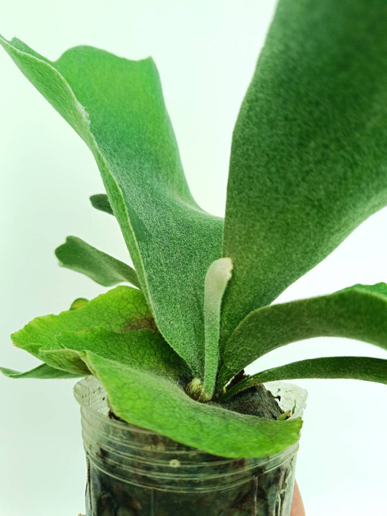Platycerium stemaria