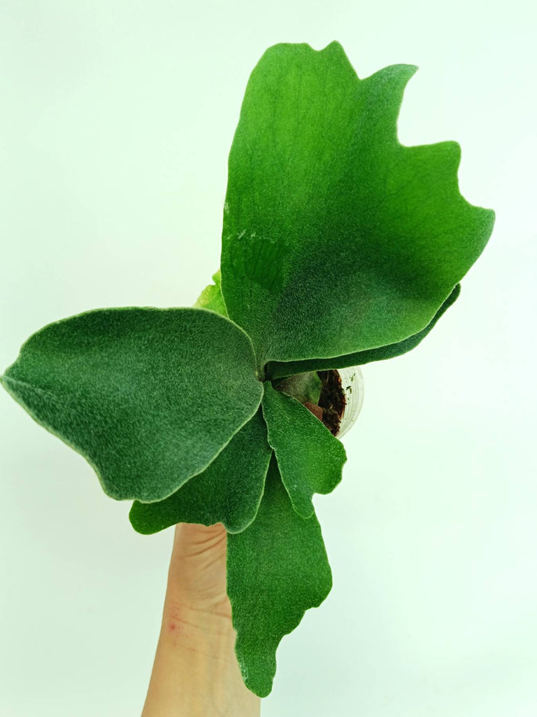 Platycerium stemaria