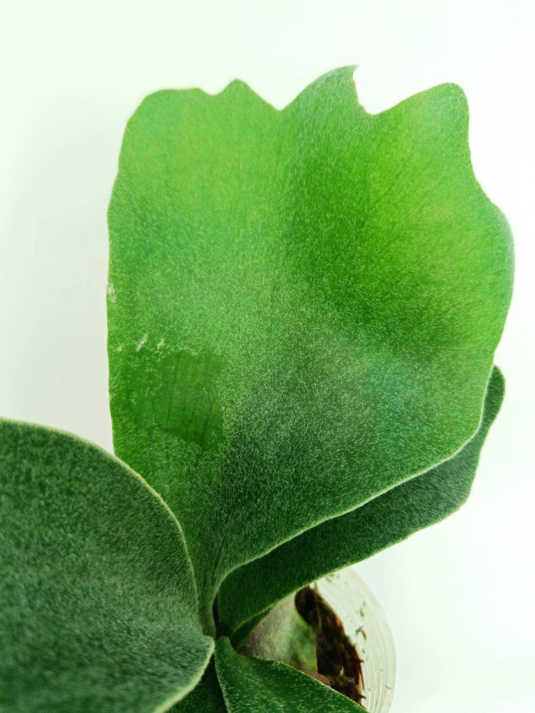Platycerium stemaria