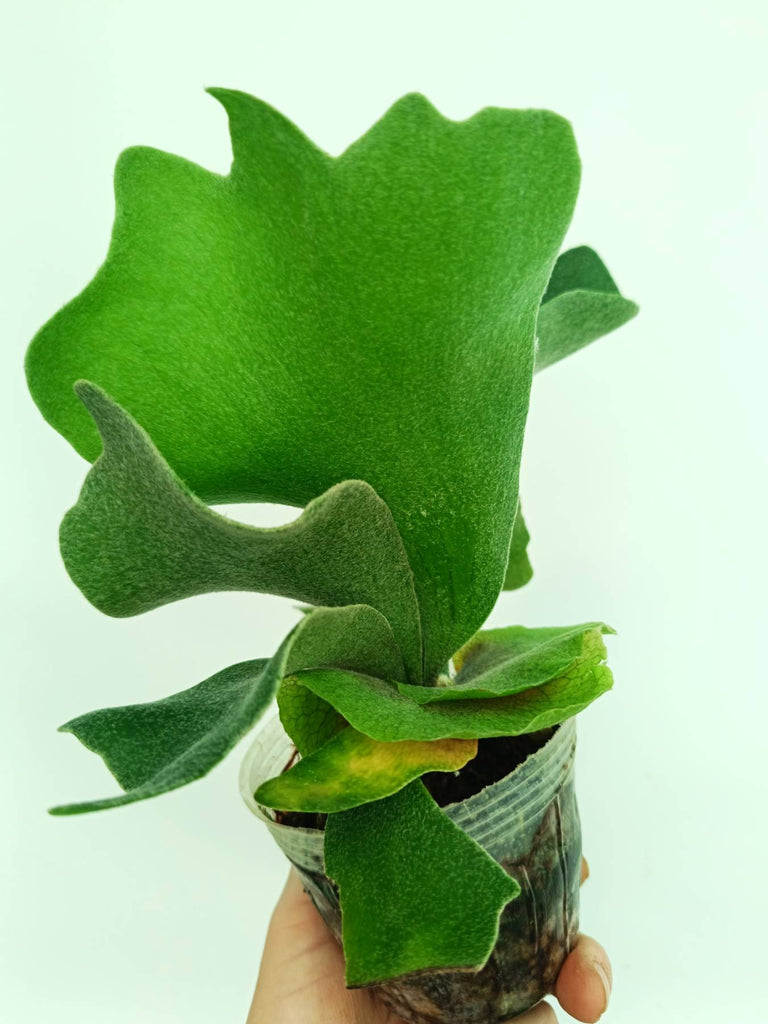 Platycerium stemaria