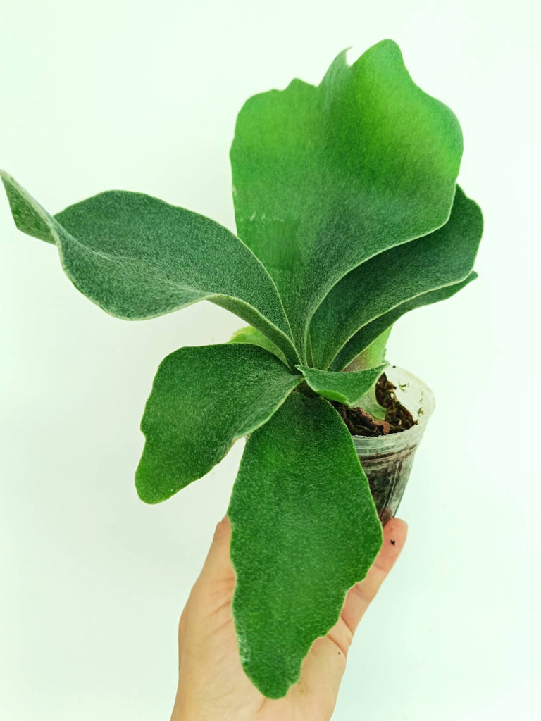 Platycerium stemaria