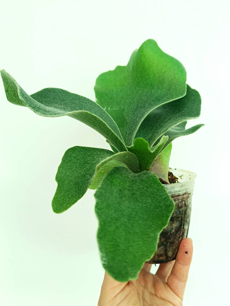 Platycerium stemaria