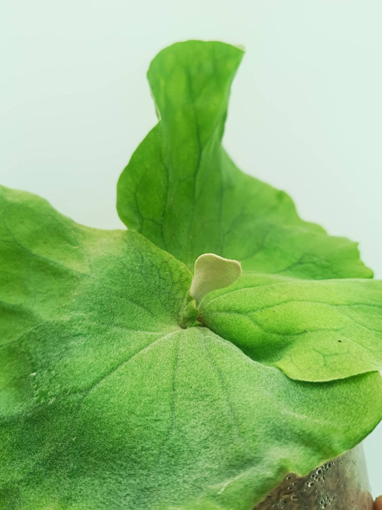 Platycerium elephantotis var. Mammuthus