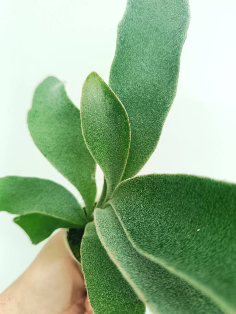 Platycerium veitchii