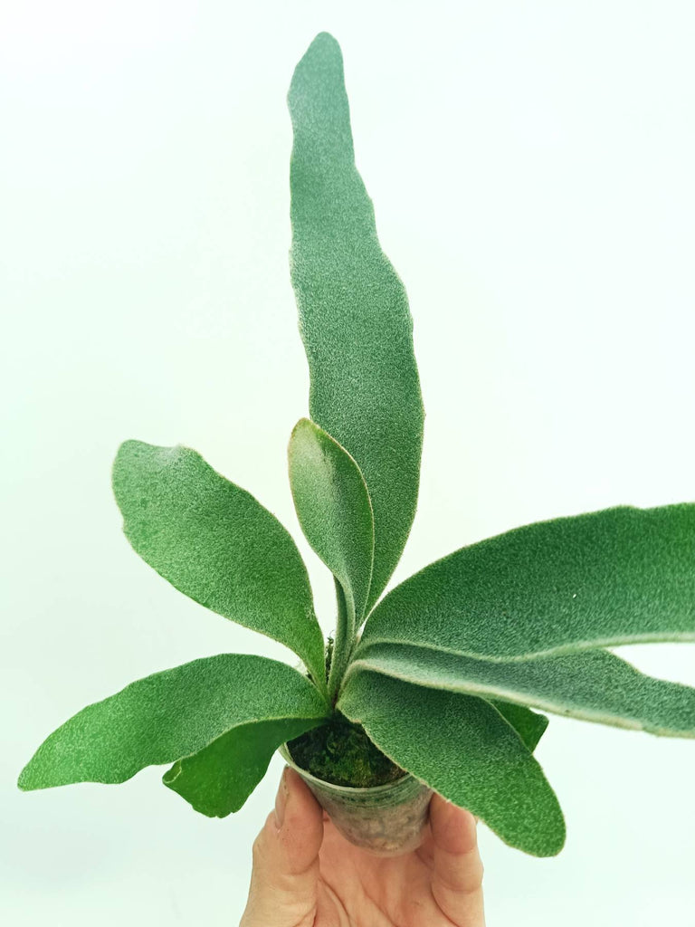 Platycerium veitchii