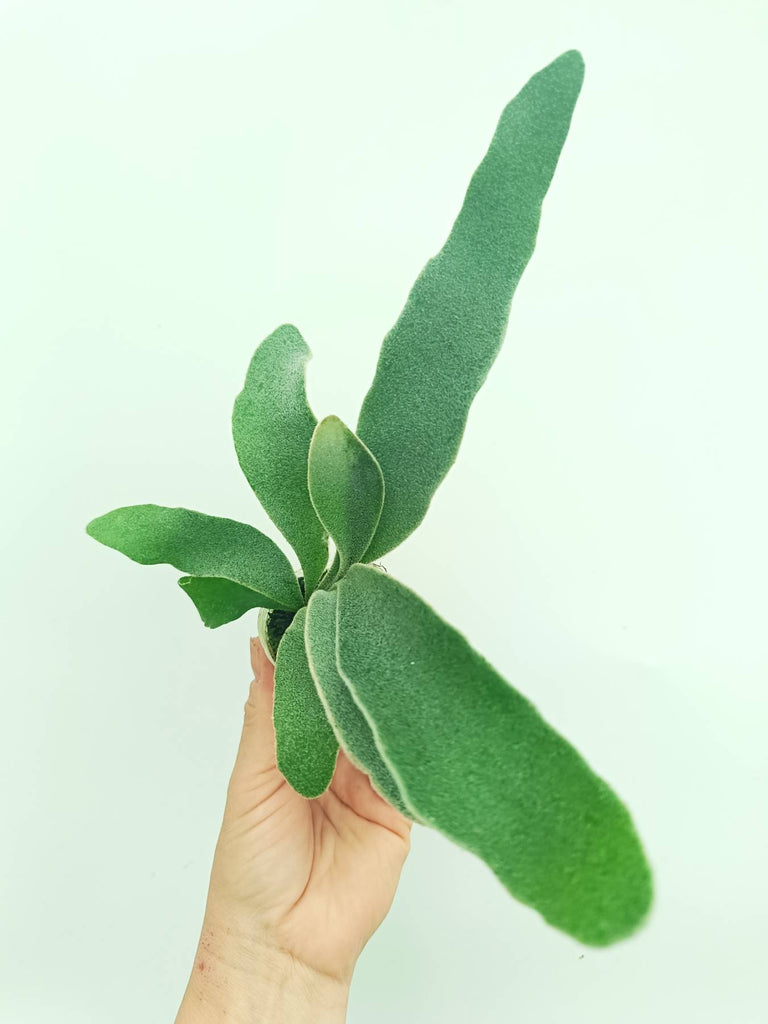 Platycerium veitchii