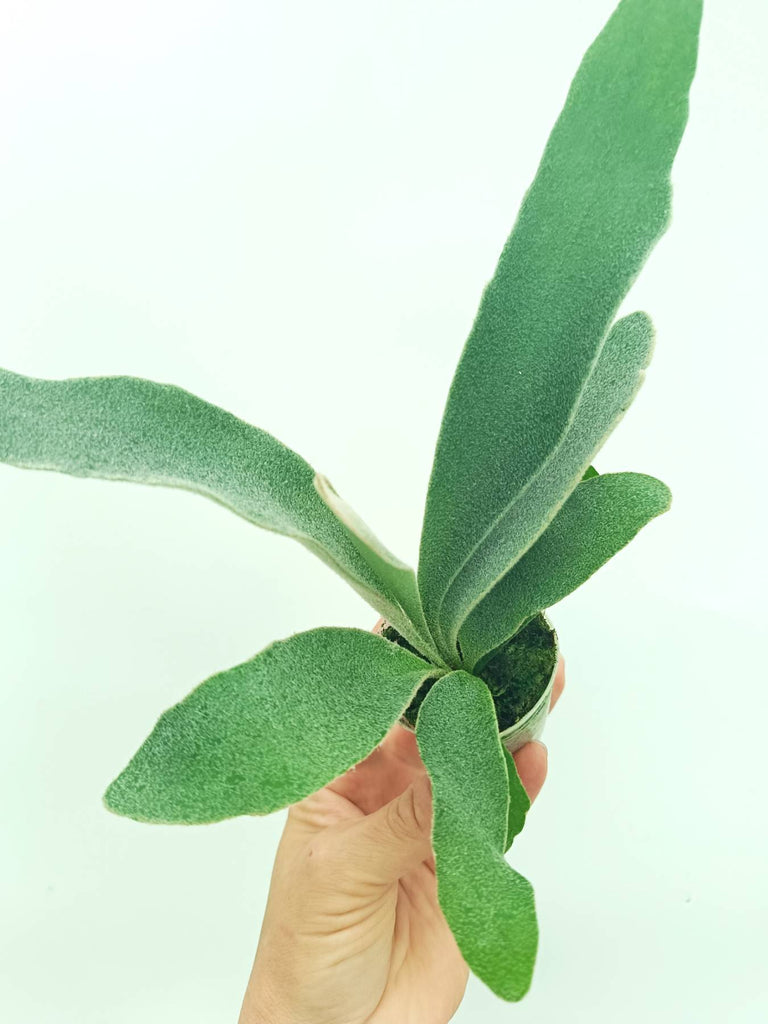 Platycerium veitchii