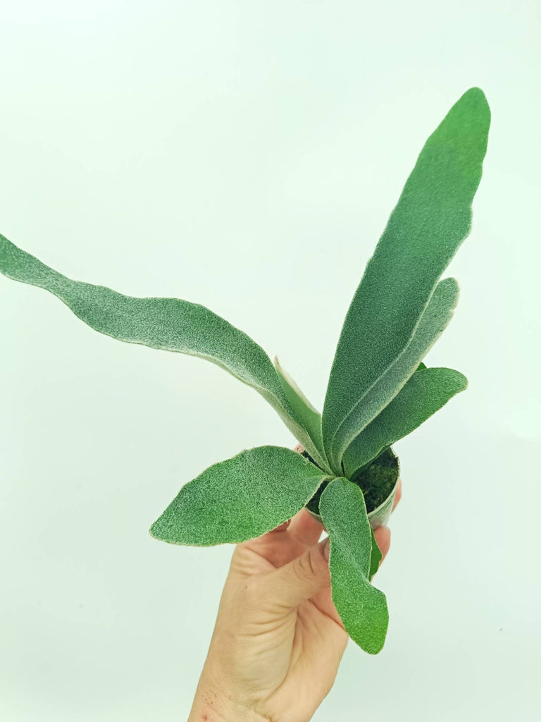 Platycerium veitchii