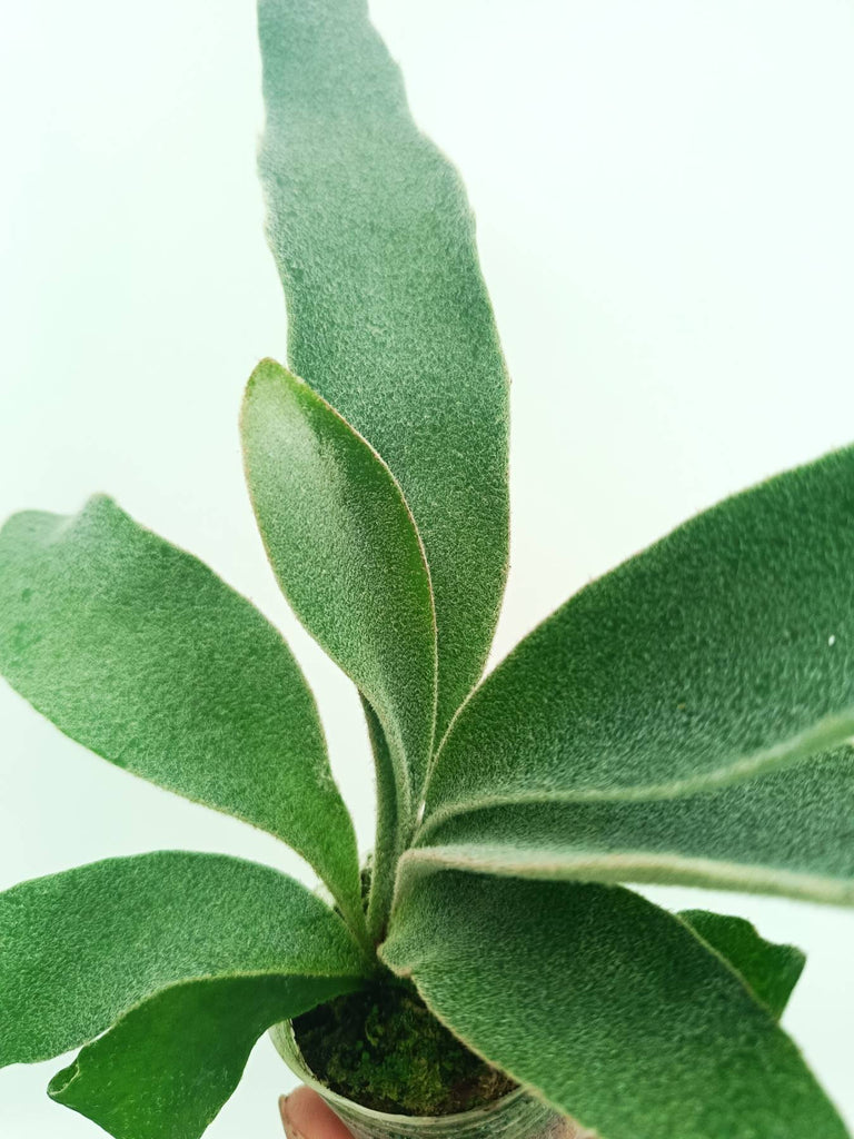Platycerium veitchii