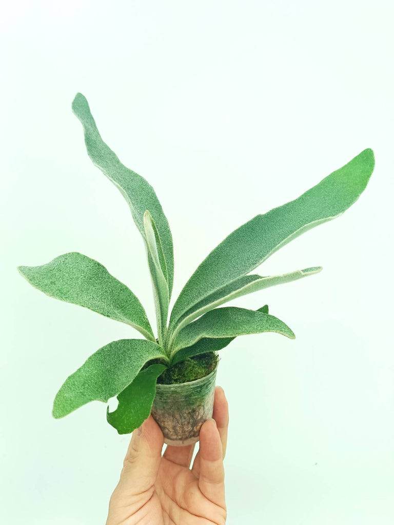 Platycerium veitchii