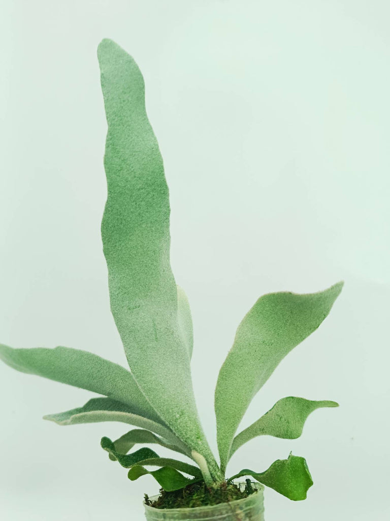 Platycerium veitchii
