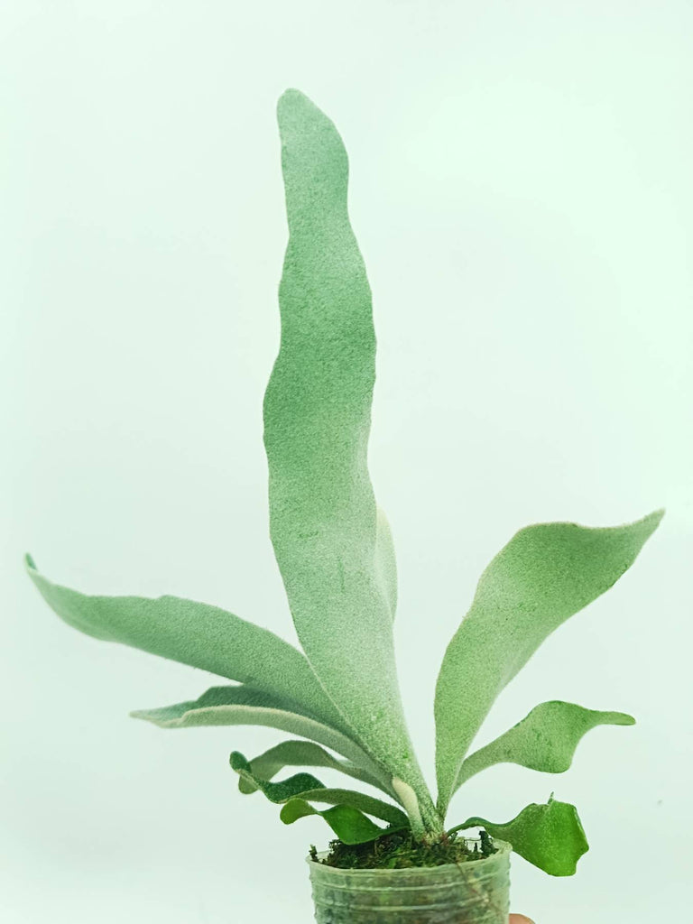 Platycerium veitchii