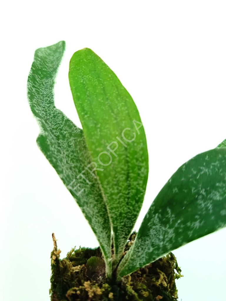 Platycerium veitchii (auburn river)