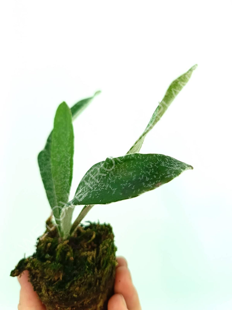 Platycerium veitchii (auburn river)