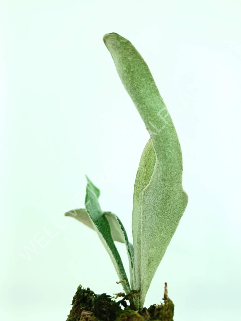 Platycerium veitchii (auburn river)