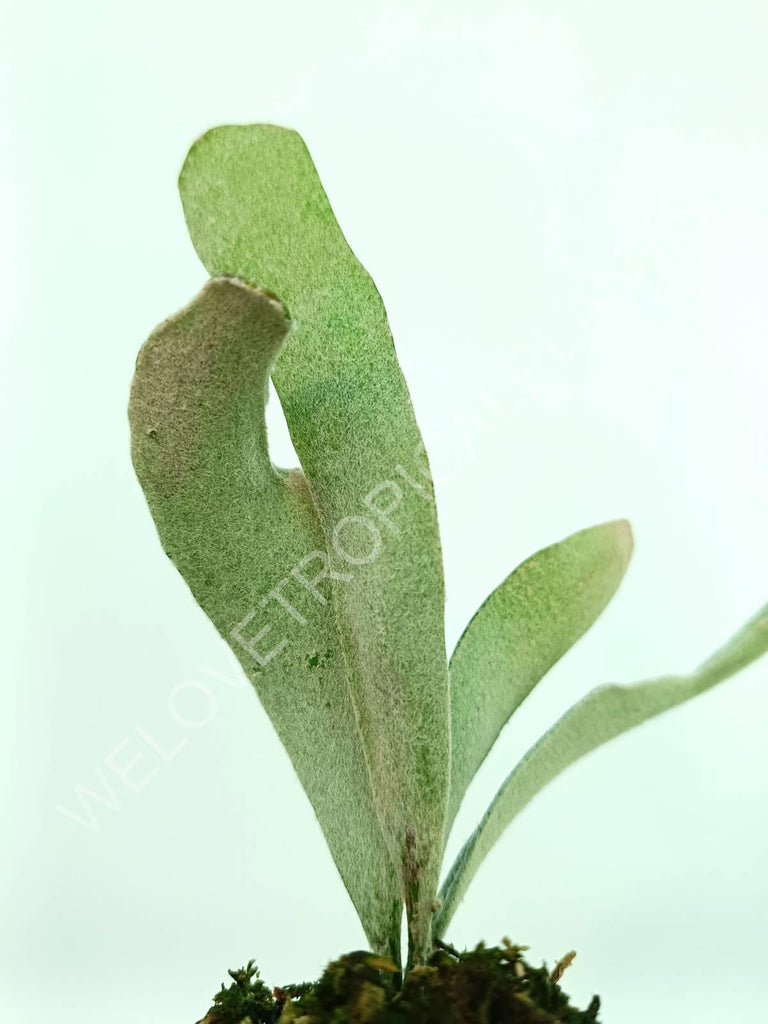 Platycerium veitchii (auburn river)