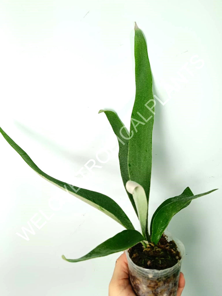 Platycerium veitchii x bifurcatum white