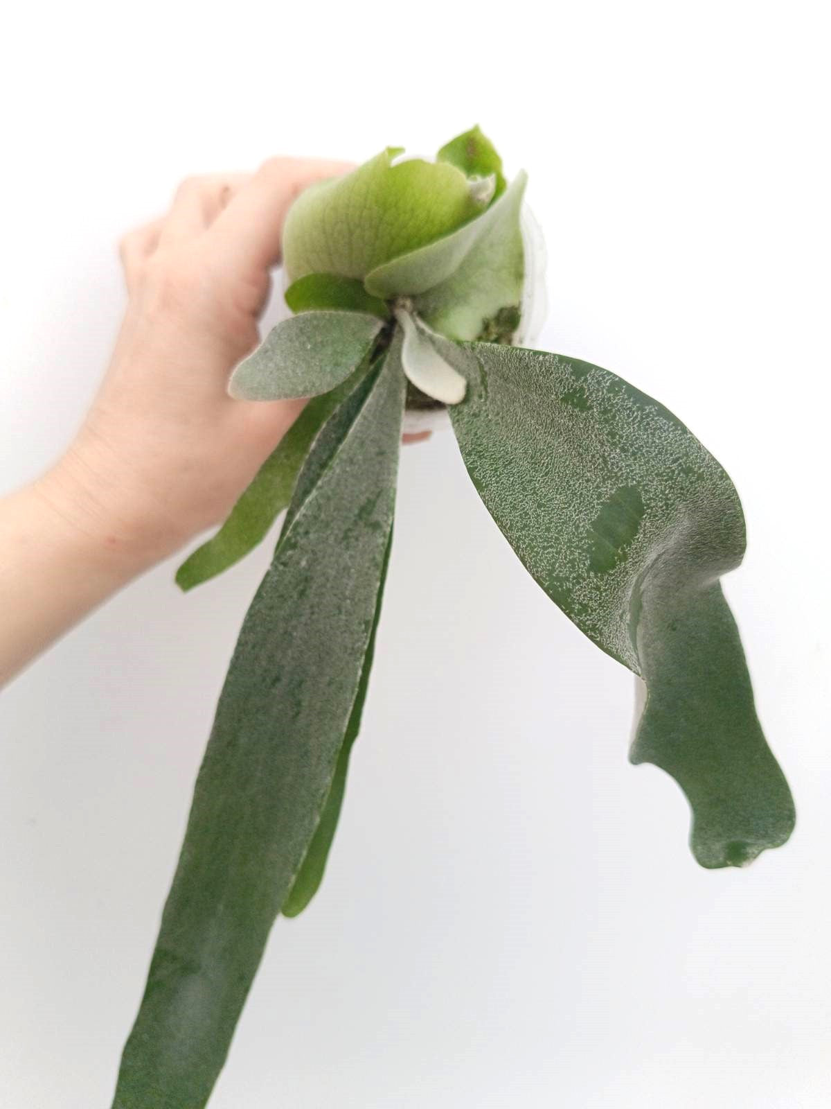 veitchii auburn river x Pegasus ビカクシダ｜その他多肉植物