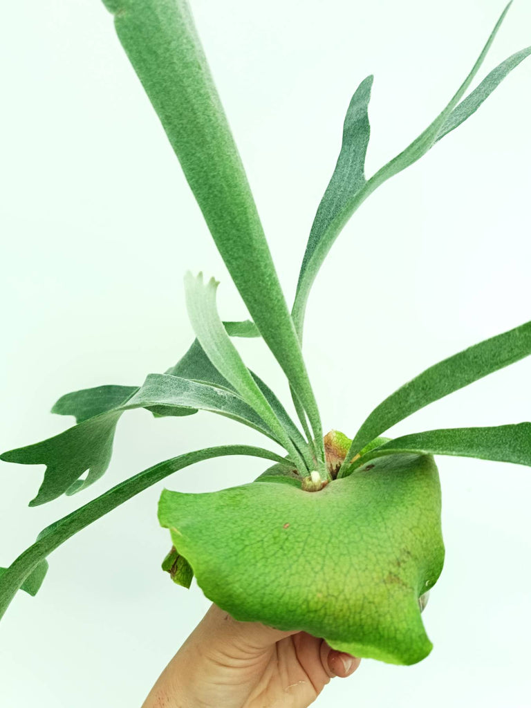 Platycerium veitchii x bifurcatum 'White & Shine'