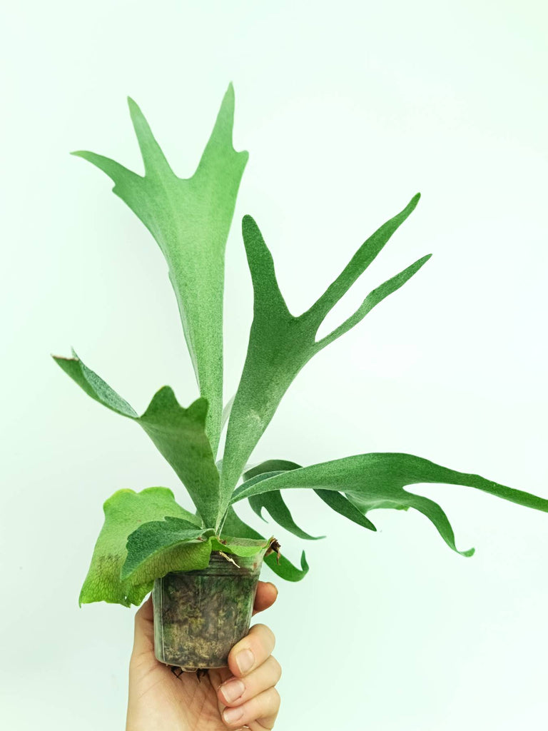 Platycerium veitchii x bifurcatum 'White & Shine'