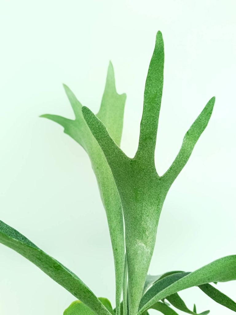Platycerium veitchii x bifurcatum 'White & Shine'