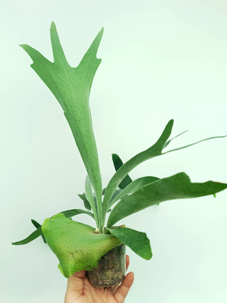 Platycerium veitchii x bifurcatum 'White & Shine'