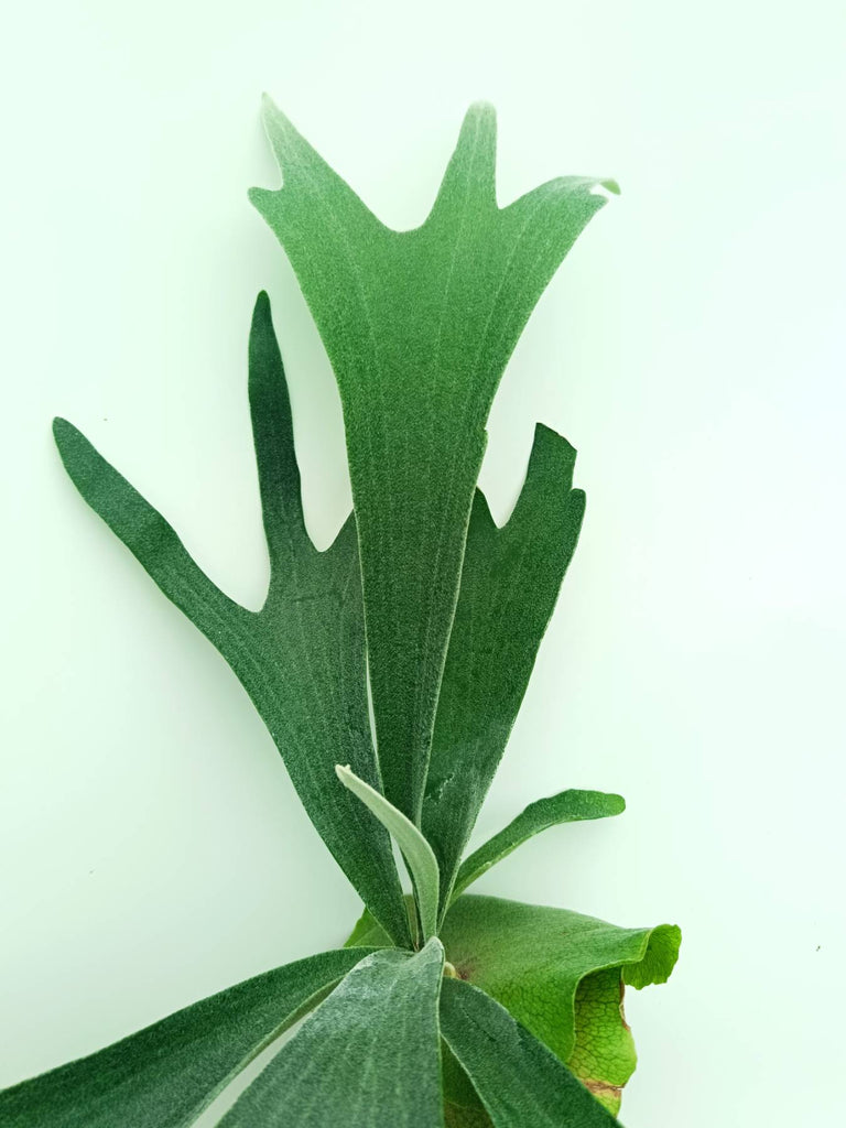 Platycerium veitchii x bifurcatum 'White & Shine'