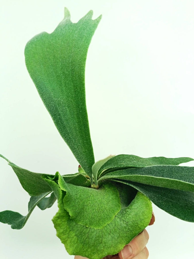 Platycerium veitchii x willinckii