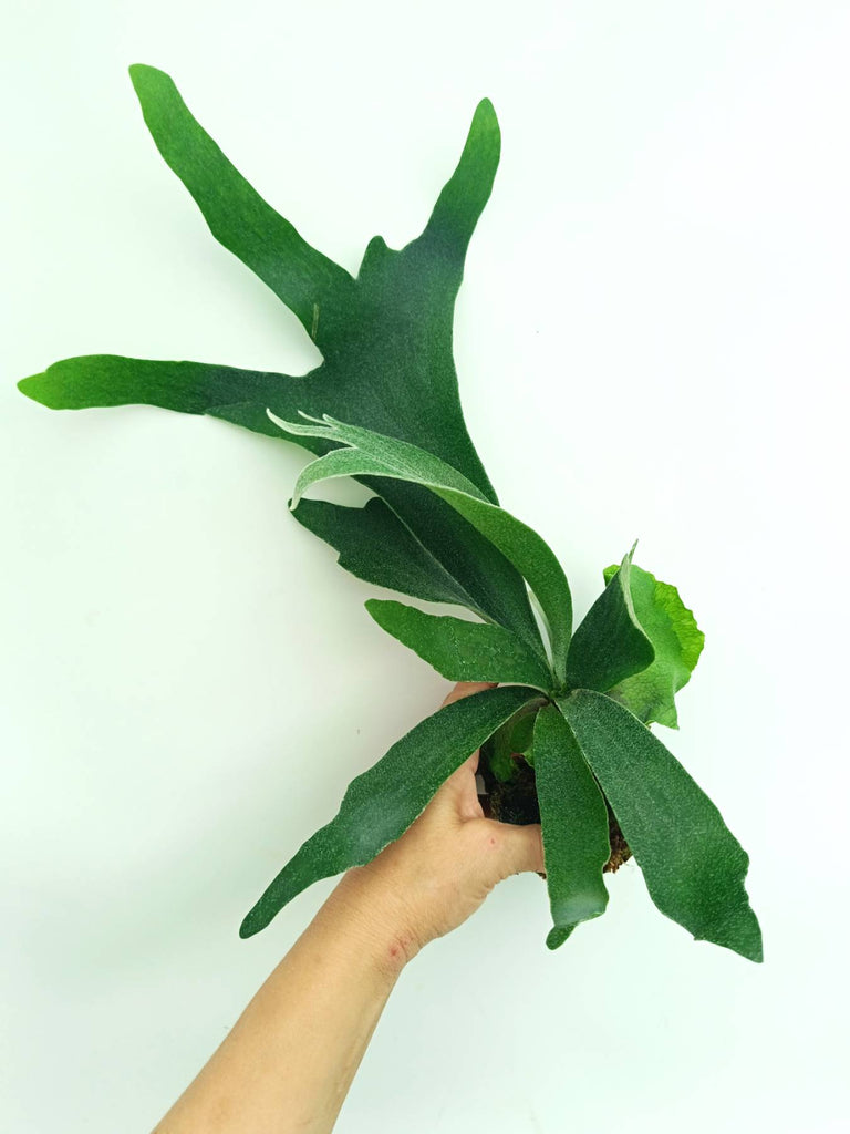 Platycerium veitchii x willinckii