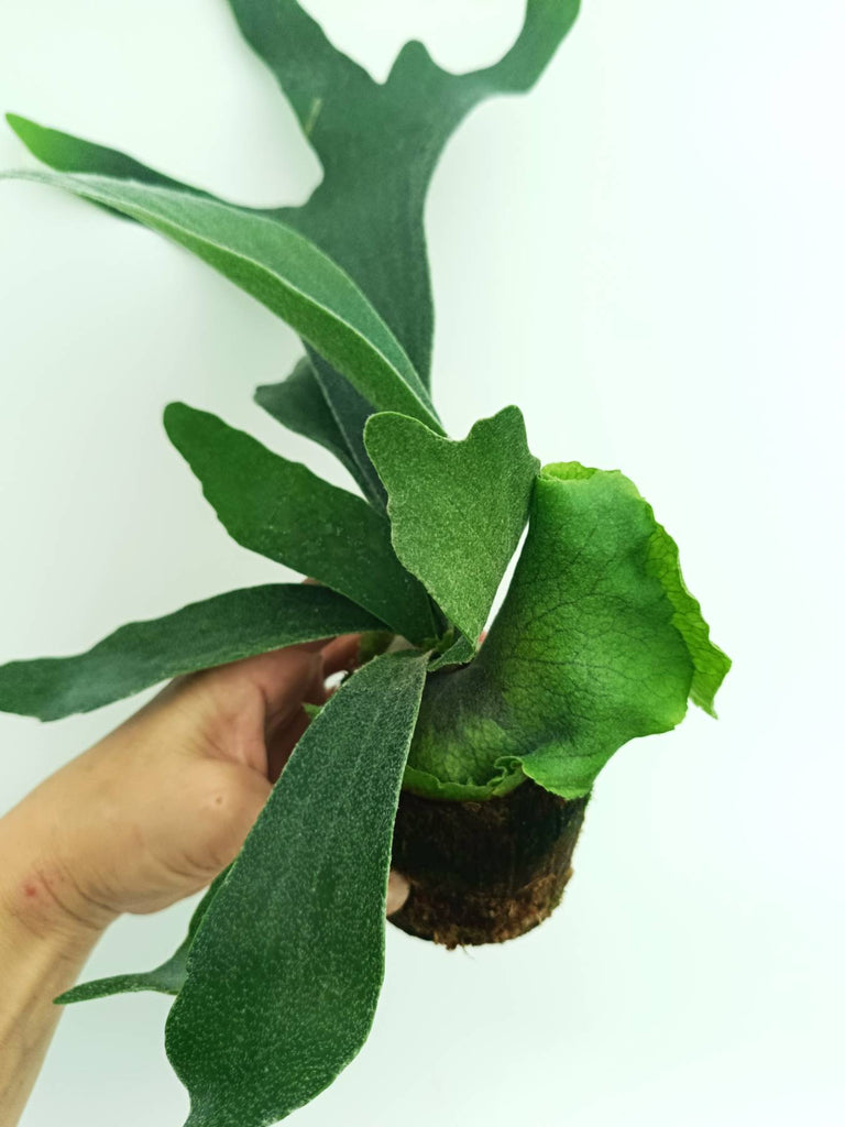 Platycerium veitchii x willinckii