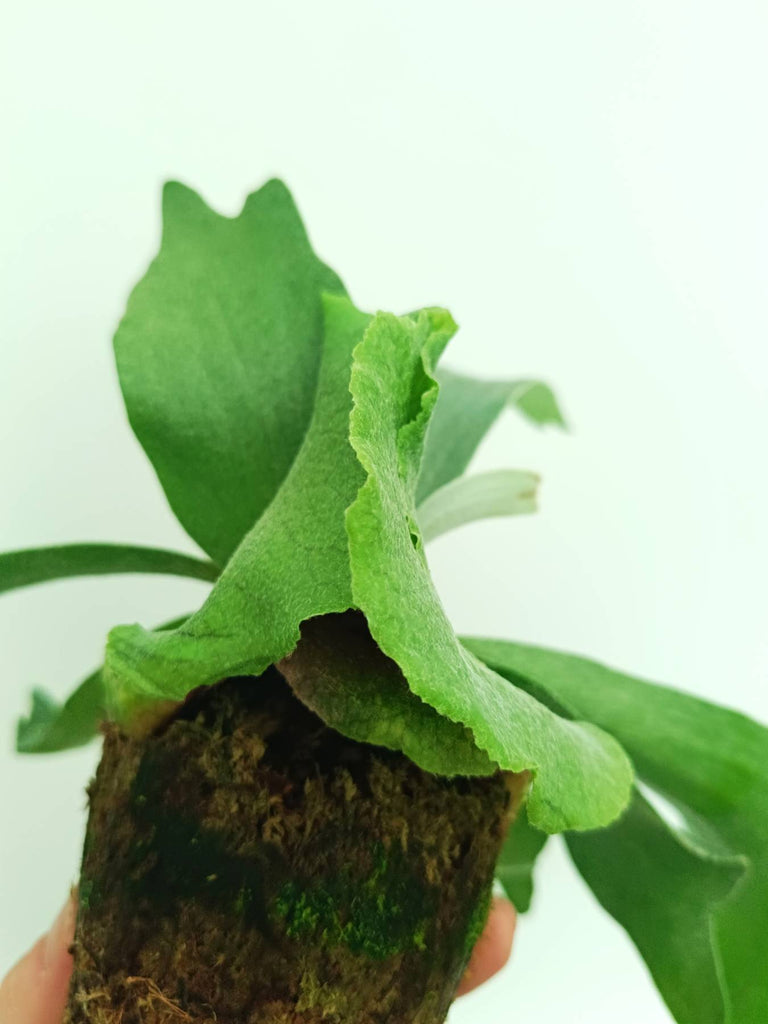 Platycerium veitchii x willinckii