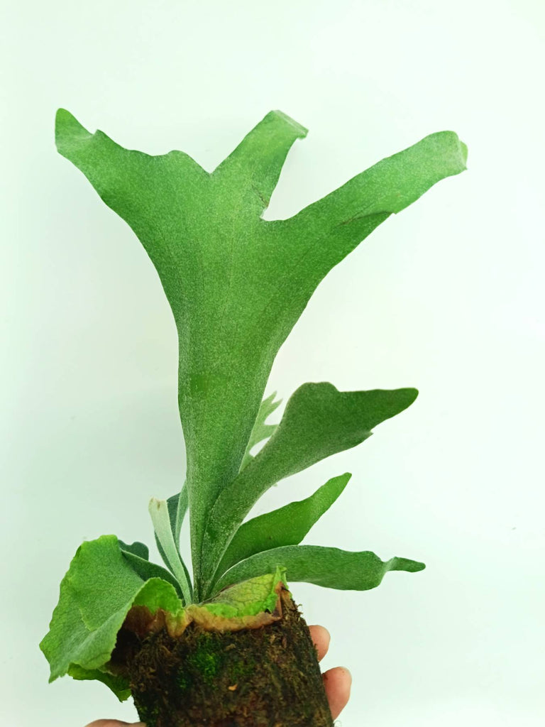 Platycerium veitchii x willinckii
