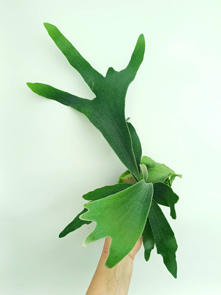 Platycerium veitchii x willinckii