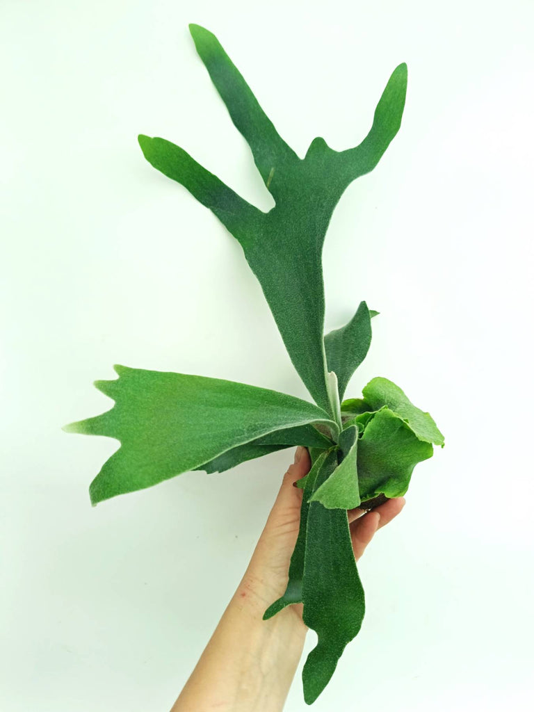 Platycerium veitchii x willinckii