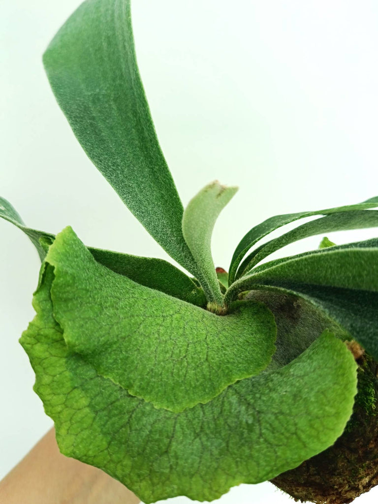 Platycerium veitchii x willinckii