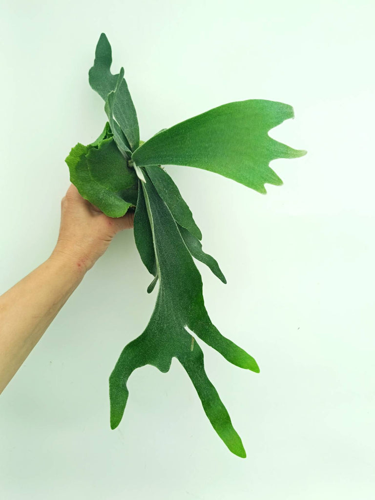 Platycerium veitchii x willinckii
